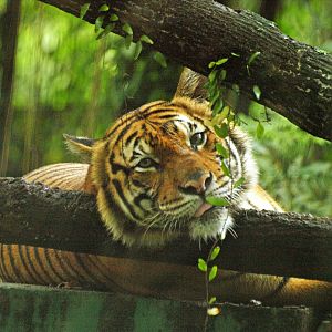 Malayan tiger