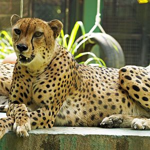 Cheetah