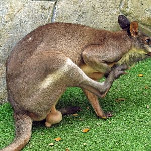 Red-legged pademelon