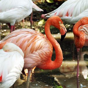 Caribbean flamingo