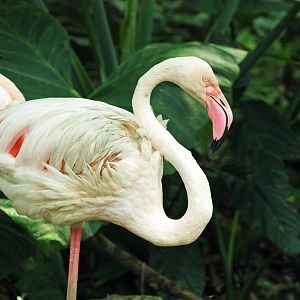 Greater flamingo
