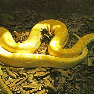 Burmese python