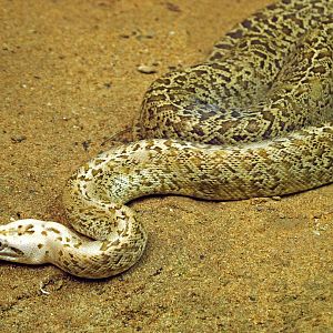 Granite Burmese python