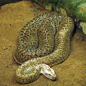 Granite Burmese python