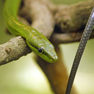 Red-tailed green ratsnake