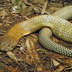 Malayan king cobra
