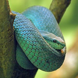 Sunda white-lipped pit viper