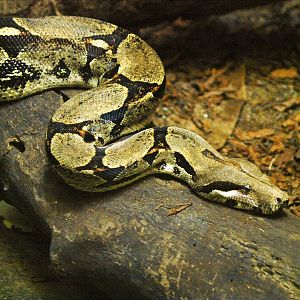 Red-tailed boa constrictor