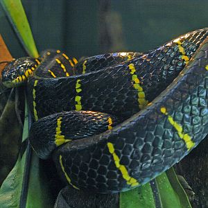 Mangrove snake