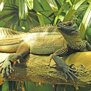 Sailfin lizard
