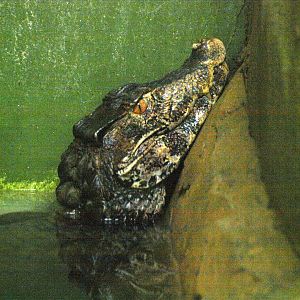 Cuvier's smooth-fronted caiman