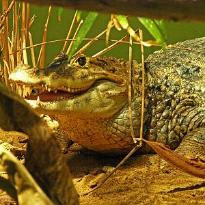 Spectacled caiman