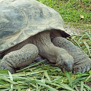 Aldabra tortoise