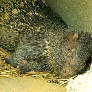 Malayan porcupine