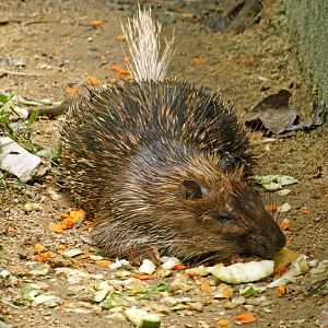 Sumatran brush-tailed porcupine
