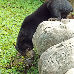 Malayan sun bear