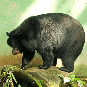 Asiatic black bear