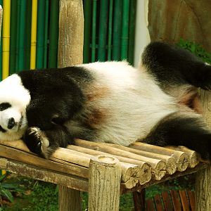 Giant panda