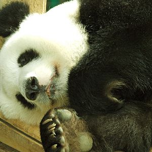 Giant panda