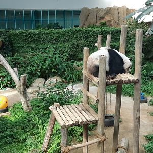 Giant panda