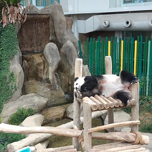 Giant panda