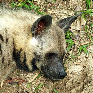 Striped hyena