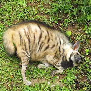 Striped hyena