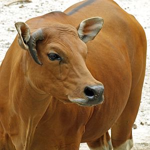 Banteng cow
