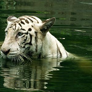 White tiger