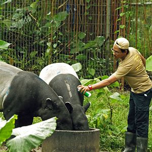 Attending to tapirs