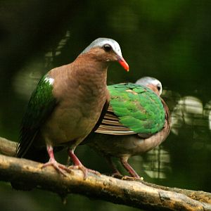 Emerald doves