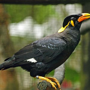 Lesser hill myna