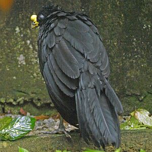 Yellow-knobbed curassow