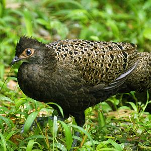 Malay peacock pheasant