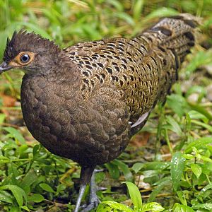 Malay peacock pheasant