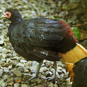 immature Malay crestless fireback