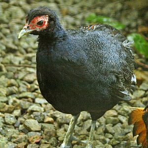 immature Malay crestless fireback