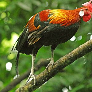 Jungle fowl