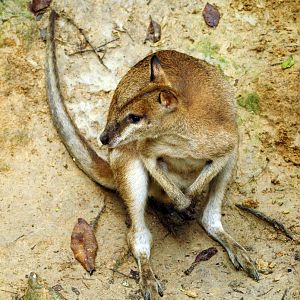 Agile wallaby