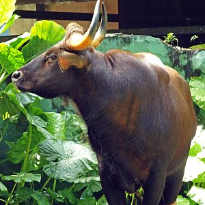 Indian gaur