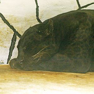 Melanistic leopard