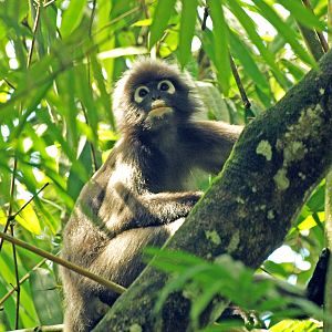 Wild dusky langur