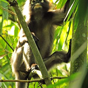 Wild dusky langur