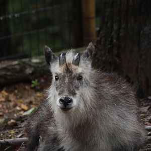 Japanese Serow