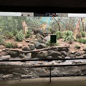 World of Birds - Western Capercaillie Exhibit