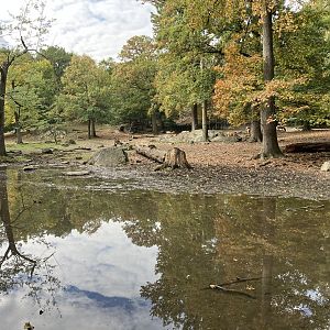 Père David’s Deer Exhibit
