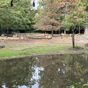 Père David’s Deer Exhibit