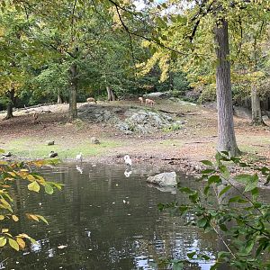Père David’s Deer Exhibit