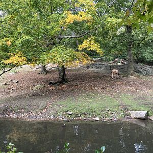 Père David’s Deer Exhibit