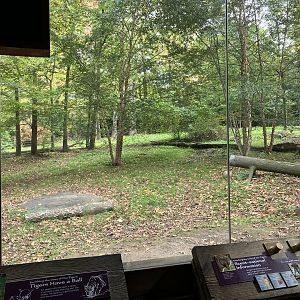 Tiger Mountain - Mainland Tiger Exhibit